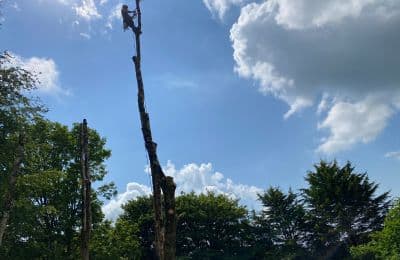 heatwave tree care