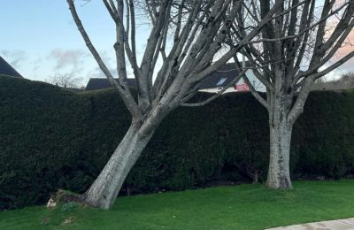 storm-proofing Devon trees