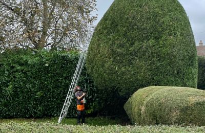 hedge trimming cost
