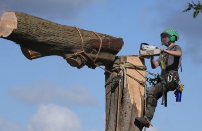 tree surgery costs