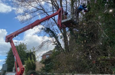 neighbour tree disputes