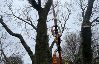 winter tree care