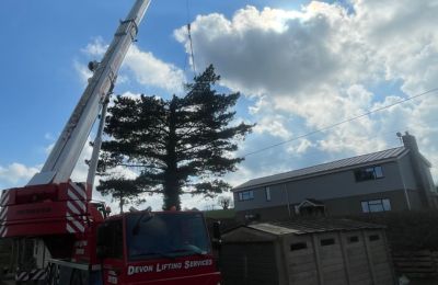 overgrown neighbours trees