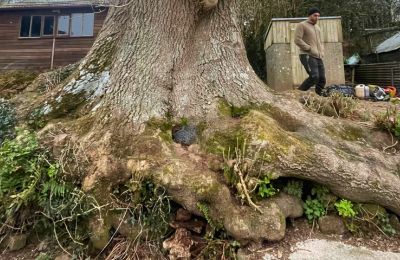large root removal