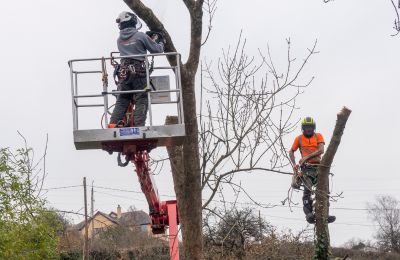 tree surgeons