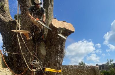 tree pruning