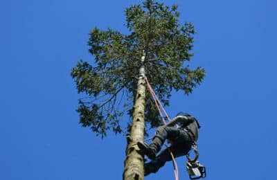 tree planting benefits