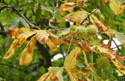 sweet chestnut blight