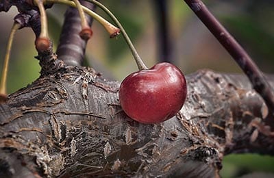 cherry tree 2