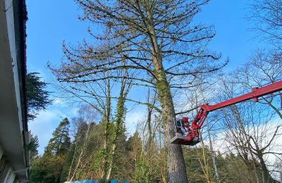 common tree diseases