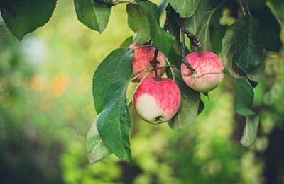 apple tree pruning