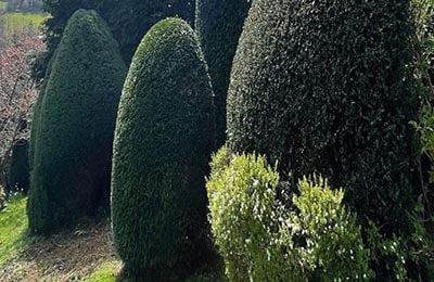 hedge trimming cost
