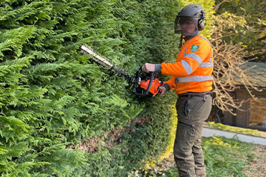 hedge trimming