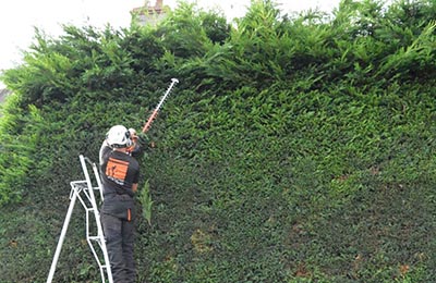 hedge trimming tips