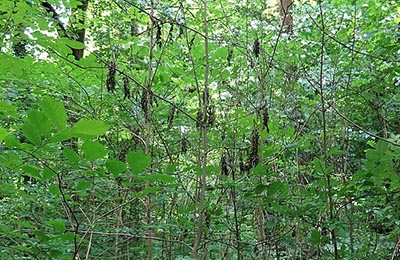how to prevent ash dieback