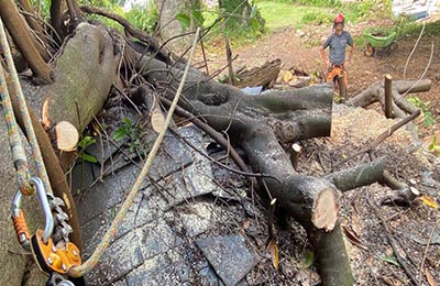 tree services