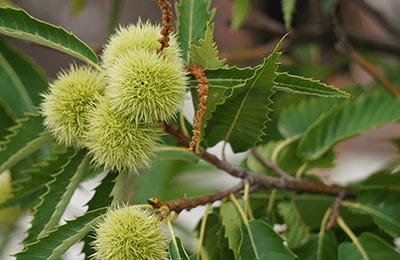 sweet chestnut blight