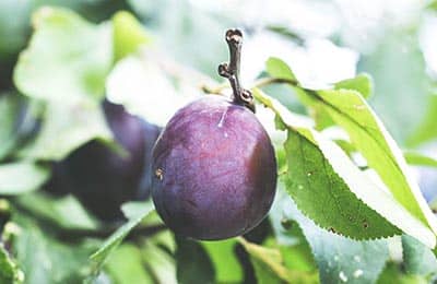 pruning plum trees