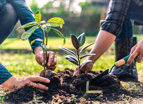 tree-planting-3