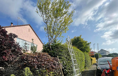 tree-pruning-2