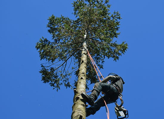 tree-surgery-4