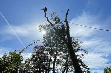 tree surgery